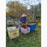 Продати бджолосім#039;ї