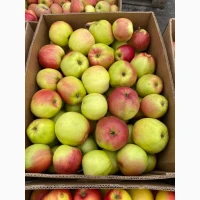 Продам яблука з холодильника оптом