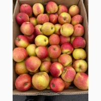 Продам яблука з холодильника оптом