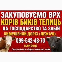 Куплю ВРХ у населення корівок бичків