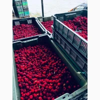 Продам малину цілу, 80/20, оригінал, лом, гриз, Грис, від 5 тонн