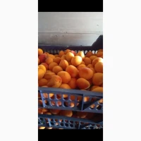 Продам абрикос спілий, м#039;який на джем, варення