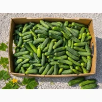 Продам свіжі огірки 12+ см для переробки - 10 грн/кг