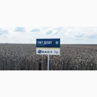 Насіня озимої пшениці Депот