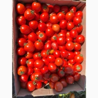 Продам помідору з поля сорт Асвон вибираєм 2-3 т день