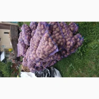 Продам картоплю сорт Пікасо