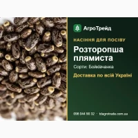 Продам насіння розторопші плямистої - Бойківчанка
