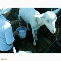 Продаю дойных коз, козочек, козлят.