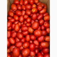 Продам помидор с поля