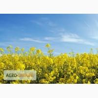 Закупаем рапс дорого за наличные по всей Украине