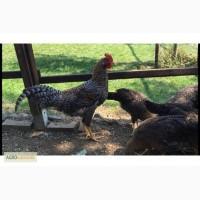 Куры породы Итальянская несучка Кен-фарбик