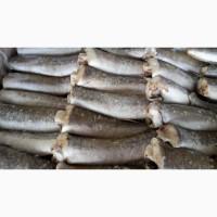 Хек тушка свежемороженый