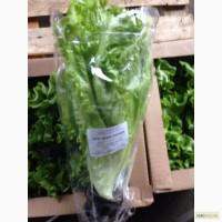Продам зелень в горшочках