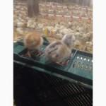 Продажа курчат породи мастер грей