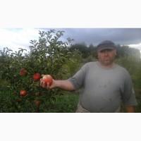 Саженцы плодовых деревьев районированы Черниговская обл
