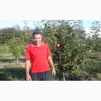 Саженцы плодовых деревьев районированы Черниговская обл