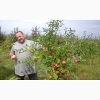Саженцы плодовых деревьев районированы Черниговская обл