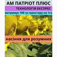 Насіння соняшника АМ Патріот плюс