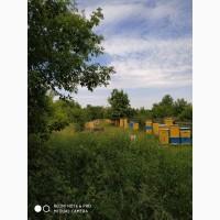 Продам семьи пчел 50 шт., порода бакфаст/карника, Дадан. Можно с ульями 10р