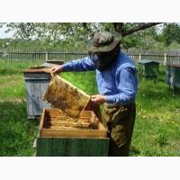 Продам бджолині сім#039;ї