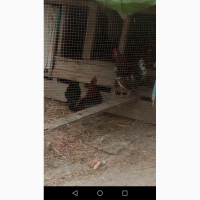 Продам курей бентанки