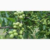 Caджaнці (caженцы грецкого орехa) грецького горіха сорт Кочерженко