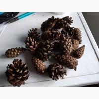 Продам шишки