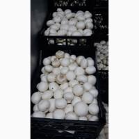 Куплю на постоянной основе шампиньоны