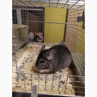 Шиншили. Бизнес на шиншилах