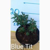 Продам азалия рододендрон
