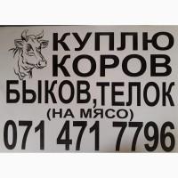 Куплю КРС (коров, быков, телок) на мясо