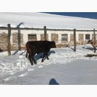 Продам бички, м’ясної породи