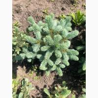 Продам Ель колючая голубая