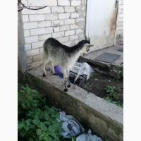 Продам козу дойную 3-х литровку и козочек, оптом
