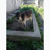 Продам козу дойную 3-х литровку и козочек, оптом