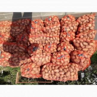 Продам картоплю ДОМАШНІХ сортів