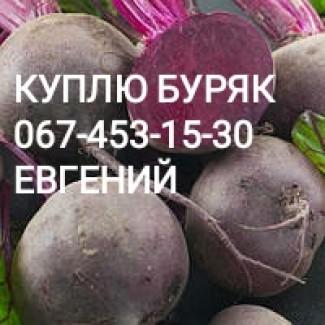 Куплю Буряк ЛУК