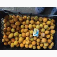 Продам товарну абрикосу та на заморозку