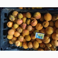 Продам товарну абрикосу та на заморозку