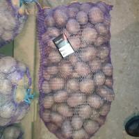 Продам товарну картоплю, сорт Гранада, Белла Роса, Коннект