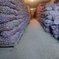 Продам товарну картоплю, сорт Гранада, Белла Роса, Коннект
