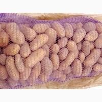 Продам картошку