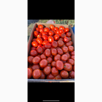 Продам помидор с поля