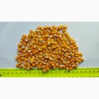 Продам кукурузу