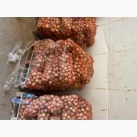 Гарна цибулька