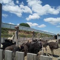 Продам страуса і маленьких страусят