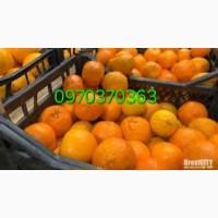 Продам мандарины оптом турция