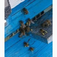 Продам бджолопакети