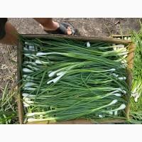 Продам польову зелену цибулю