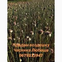 Продам чеснок сортЛюбашаоднозубку и воздушку